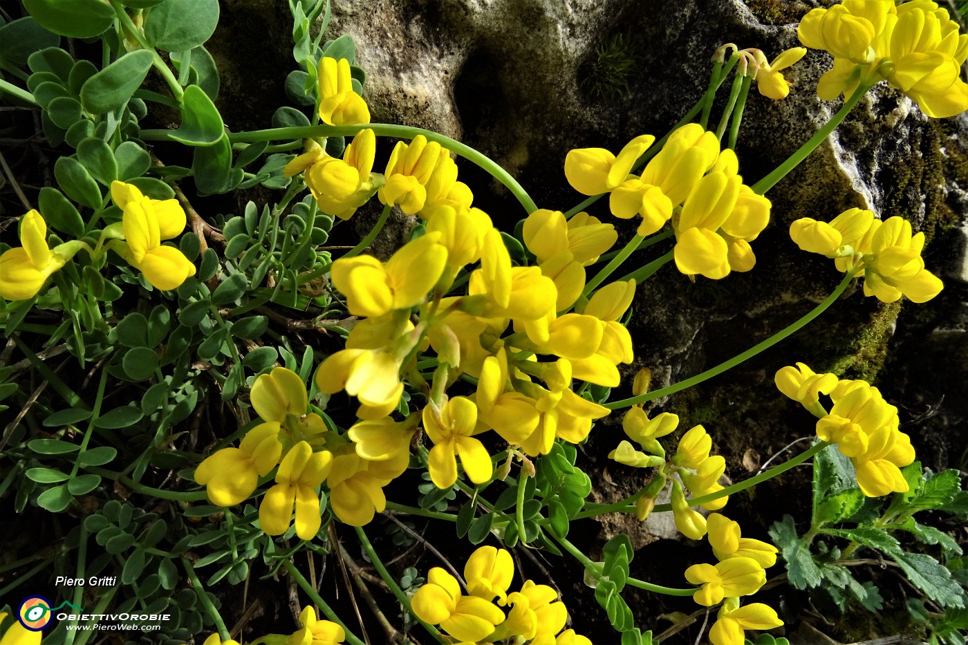 22  Fiori di ginestra.JPG